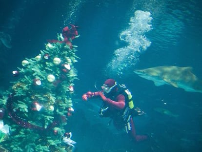 Mireia Belmonte, junto a un tibur&oacute;n en el Acuario de Barcelona.