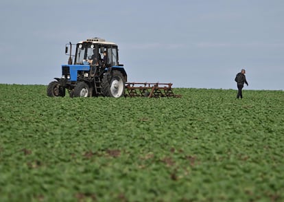 Trabajadores en un campo de girasoles en la región de Odesa, el 22 de mayo. 