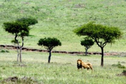 Un león en el parque nacional de Masai Mara, en Kenia.