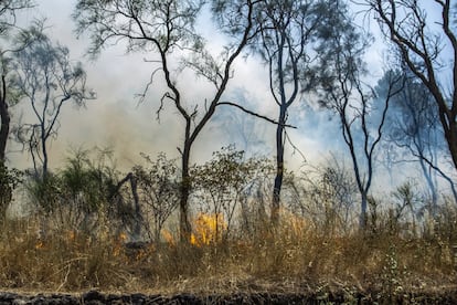 El fuego no da tregua a la isla, mientras que el centro y sur de Italia están en alerta ante la ola de calor que se prevé esta semana. El presidente de la región de Sicilia, Nello Musumeci, ha asegurado que el estado de crisis durará seis meses.