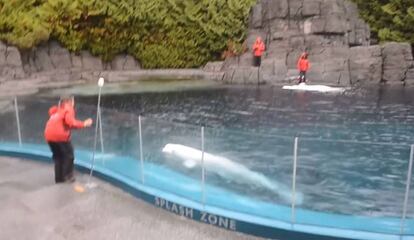Dos de las belugas que hab&iacute;a en el recinto de Vancuver, en una imagen de archivo.