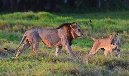 Leones en un parque nacional en Kenia.