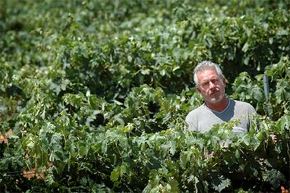 Octavio Maeso, en sus viñedos, situados en la localidad valenciana de Caudete de las Fuentes.