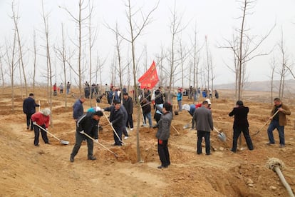 Decenas de personas plantan árboles en Rizhao, en la provincia china de Shandong, en marzo de 2016.