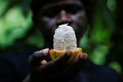 Un granjero sostiene un cacao abierto, en Sinfra, en Costa de Marfil, en abril.