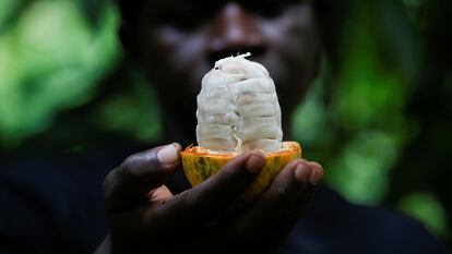 Un agricultor sostiene una vaina de cacao en una finca en Sinfra (Costa de Marfil).