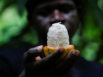 Un agricultor sostiene una vaina de cacao en una finca en Sinfra (Costa de Marfil).