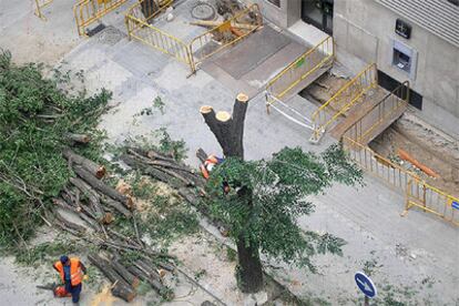 Árboles talados en la calle de Luís Esteban, cerca de la plaza de Castilla.