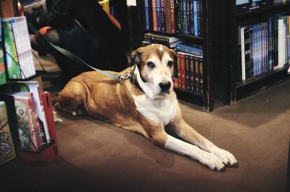Un perro en el interior de la librería Comme un Roman.
