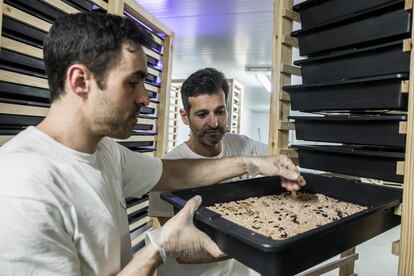 Dos de los responsables de la granja de insectos de Ponteareas (Pontevedra).