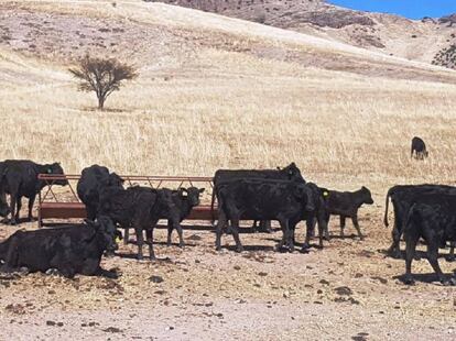 Ganado proveniente de Nueva Zelanda encontrado en un rancho del exfuncionario.