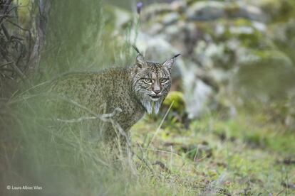 'Glimpse of a lynx'.