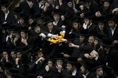 Varios judios ultraortodoxos de la dinastia de Beltz Hasidic cogen naranjas con motivo de la celebración del Tu Bishvat ("año nuevo de los árboles"), en el que tradicionalmente se plantan árboles y se comen frutos secos, en Jerusalén, Israel.
