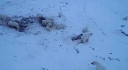 Captura de un vídeo de WWF que muestra a varios osos en Ryrkaypiy comiendo cadáveres de morsa.