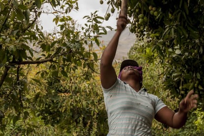 Lucía, una agricultora del Valle del Chota, en Ecuador, recoge mangos frescos en su huerta en 2019.