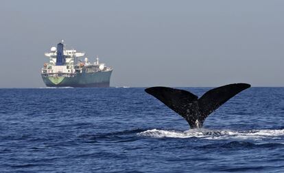 Las corrientes creadas en el Estrecho de Gibraltar entre el Atlántico y el Mediterráneo propician un entorno favorable a los cetáceos con mucha materia orgánica. En abril comienzan a verse cachalotes y a partir de julio llegan las orcas buscando atún rojo. De vez en cuando es posible incluso ver rorcuales comunes. Se pueden contratar excursiones de observación desde Tarifa, Algeciras o Gibraltar.