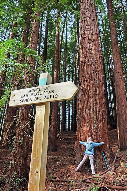 El Bosque de Secuoyas de Cabezón de la Sal, en Cantabria, es estupendo para abrazar árboles.