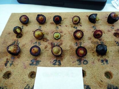 Agro 4.0: recuperar tesoros autóctonos en Galicia