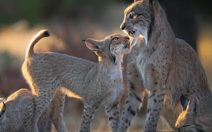 Lince peligro de extinción
