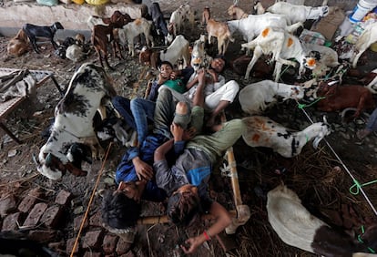 Comerciantes duermen junto a cabras en un mercado de ganado en Calcuta (India). 