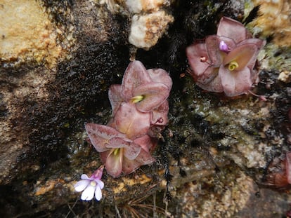 Especies del género insectívoro Pinguicula L. descubiertas al sur de Ecuador