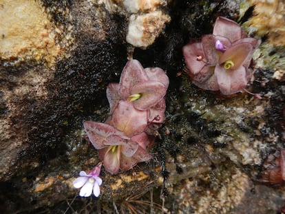 Especies del género insectívoro Pinguicula L. descubiertas al sur de Ecuador.