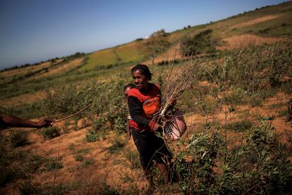 Kazy Zanapizo trabaja en sus terrenos de cultivo en Ambori, Madagascar, en febrero de 2022. Este país está a punto de sufrir la primera hambruna causada por el cambio climático.