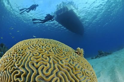 Un coral cerebro ('Mussiidae') en las aguas de María la Gorda, en Cuba.