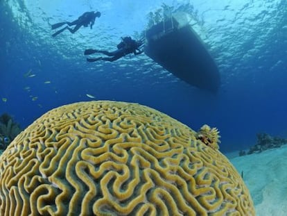 Un coral cerebro (&#039;Mussiidae&#039;) en las aguas de Mar&iacute;a la Gorda, en Cuba.