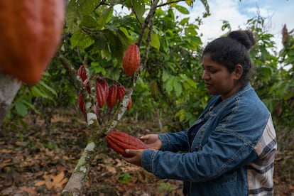 Dayana Rodríguez, de 30 años, muestra el cultivo de cacao de su familia. 