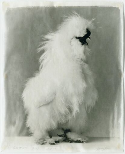 'Poultry Suite: White 23', obra de Jean Pagliuso.