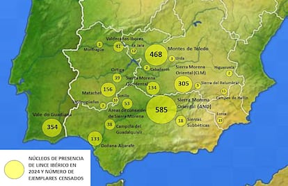 La población de linces ibéricos creció un 19% en 2024 respecto al año anterior