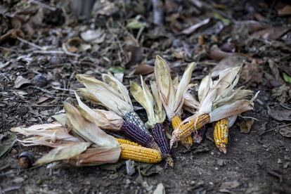 Diferentes variedades de maíz que Mora está intentando introducir en su bosque de alimentos. 