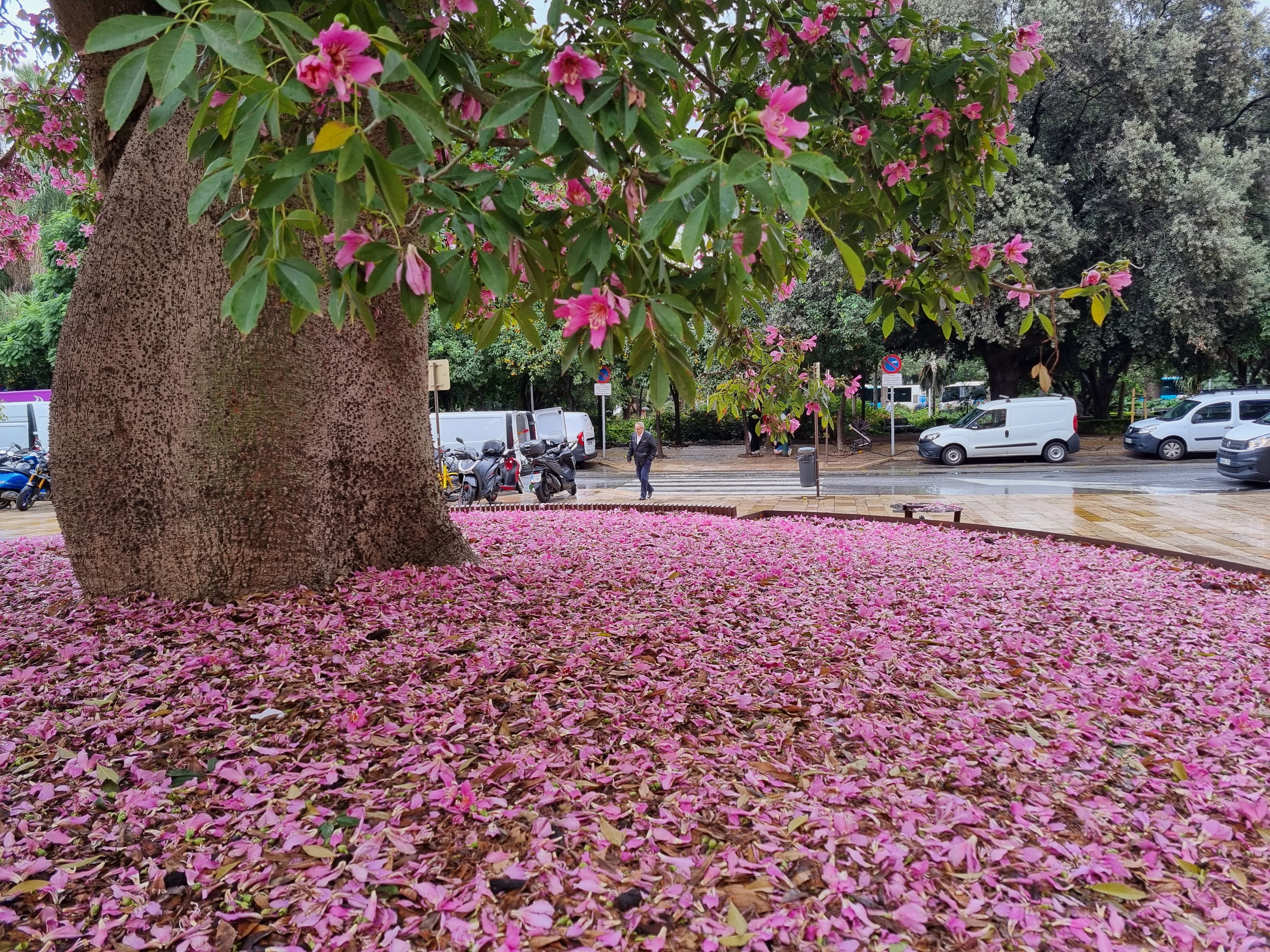 El palo borracho: un tronco enorme, unos tremendos aguijones y flores en otoño