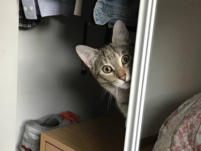 'Trufa' vigilando al personal.