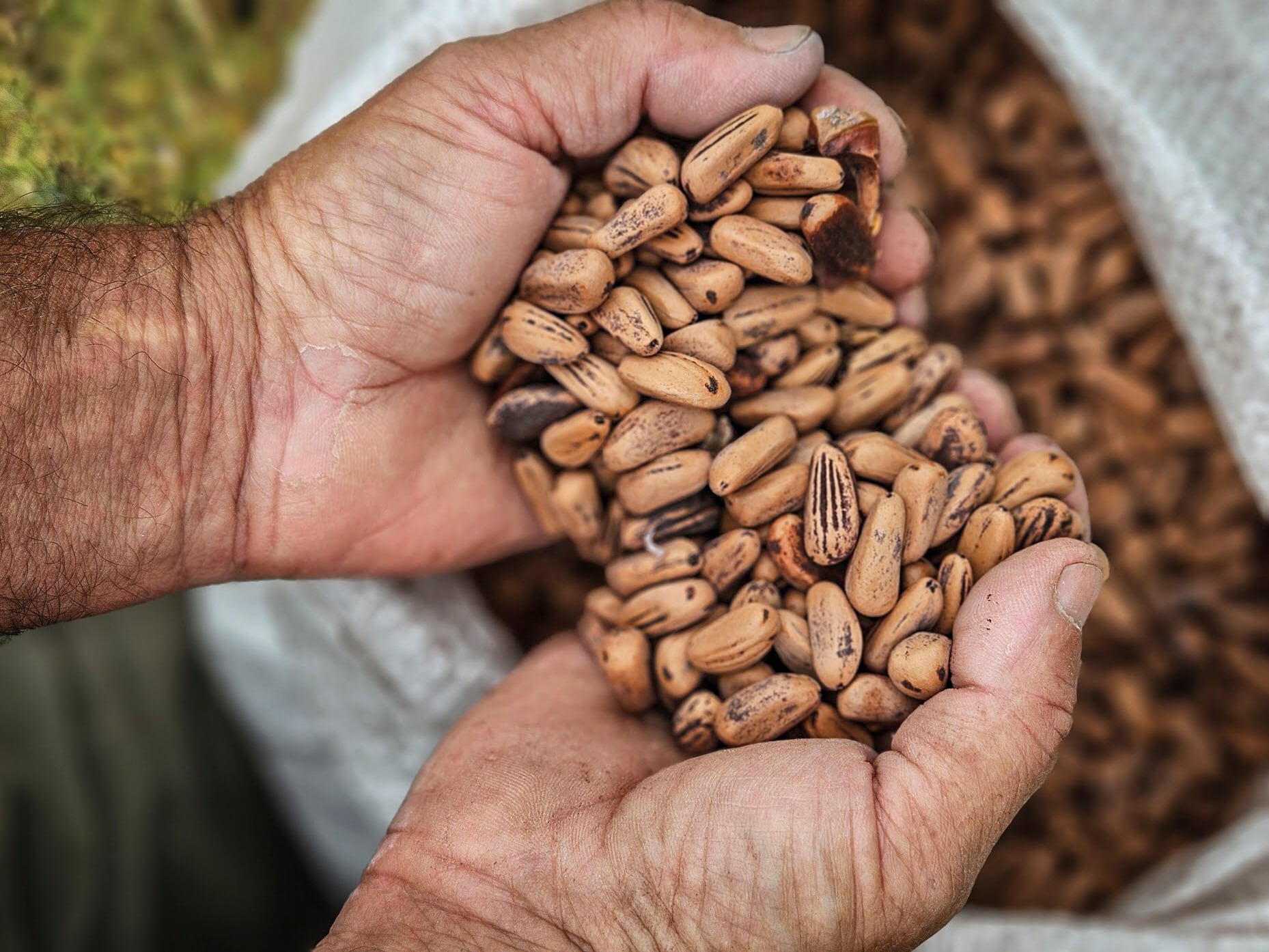 Del pinar a la exportación: la apuesta argentina por el piñón