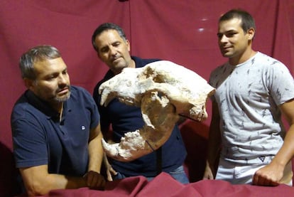 Cráneo y mandíbula del 'Arctotherium angustidens' hallada en San Pedro (Argentina).
