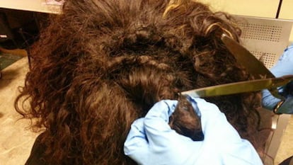 A Portuguese woman arriving from São Paulo had 880 grams of cocaine sewn into her own hair and hidden under extensions.