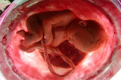 Una de las imágenes del documental <i>En el vientre materno</i>, realizado con las últimas tecnologías de imágenes ultrasónicas en 3D y 4D.