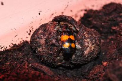 Un ejemplar de 'Nicrophorus vespilloides' en su nido.