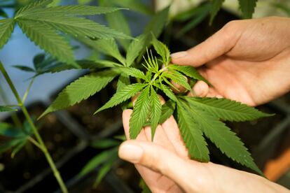 An employee shows a growing cannabis or hemp plant in a box at the Cannabis Museum in Berlin, Germany, Tuesday, Aug. 15, 2023.