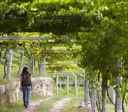 Vi&ntilde;edos en las R&iacute;as Baixas 