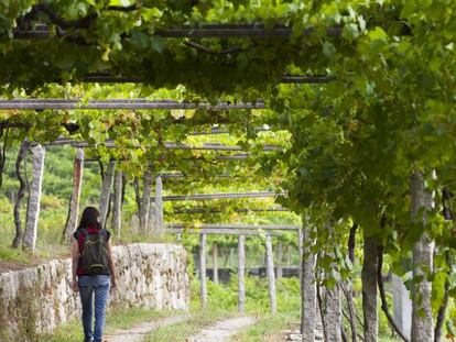 Viñedos en las Rías Baixas