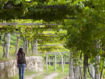 Vi&ntilde;edos en las R&iacute;as Baixas 