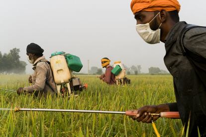 Nachhatar Singh, de 50 años, trabaja como jornalero rociando el arroz basmati con pesticidas e insecticidas a las afueras de Mari Mustafa, Punyab, India. 
