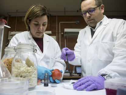 Los investigadores de la Universidad de Málaga Susana Guzmán y Alejandro Heredia.