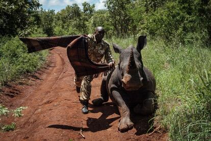 Un guardabosques del Servicio de Vida Silvestre de Kenia intenta cubrir los ojos de un ejemplar de hembra de rinoceronte blanco que ha recibido un dardo tranquilizante, en el Parque Nacional Meru (Kenia), el 5 de abril.