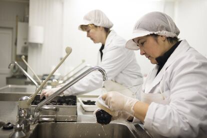 Lola Lizandra, en primer plano, y Mercedes Marco, limpian y clasifican las trufas en «Manjares de la Tierra» una de las dós únicas procesadoras de la comarca Gúdar-Javalambre.