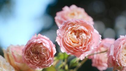 Rosas búlgaras de una granja orgánica.