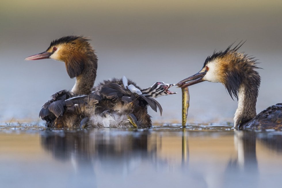 Los ganadores del ‘Wildlife Photographer of the Year’ | Fotos | Los ...